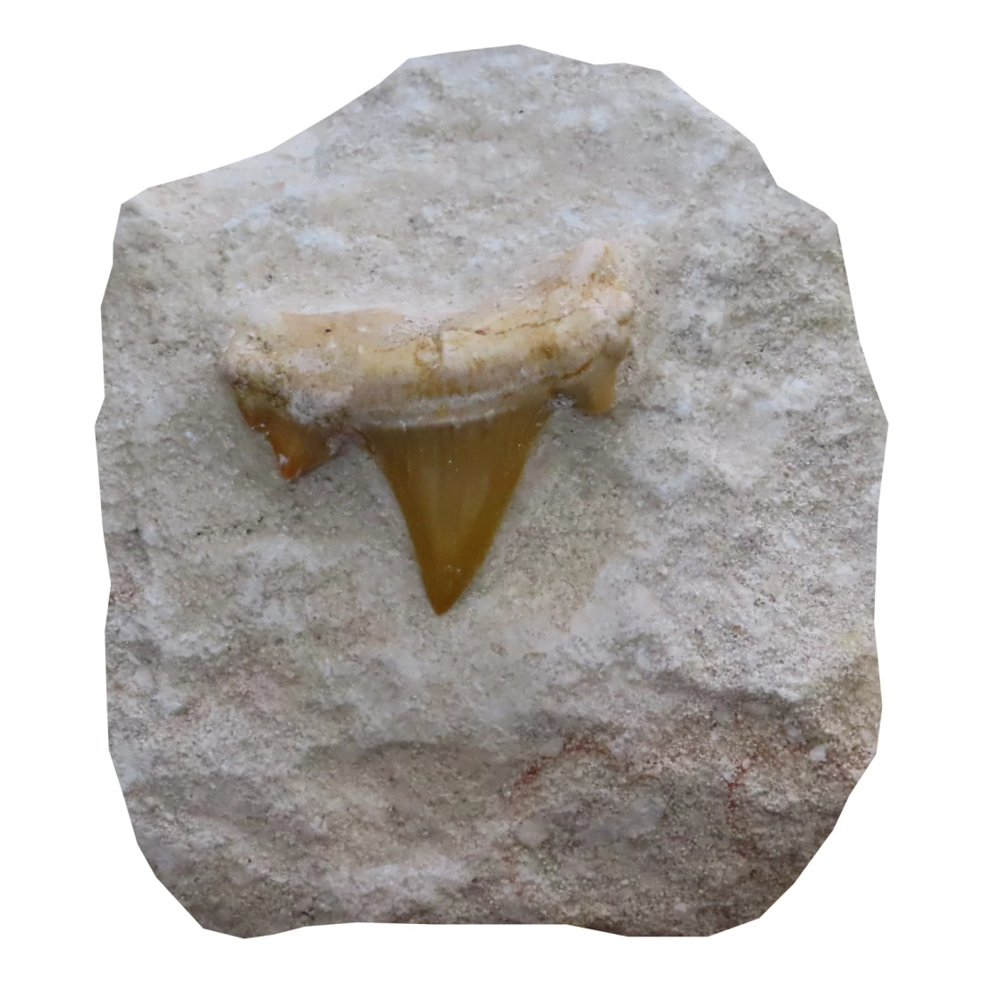 Žraločí zub skamenelina