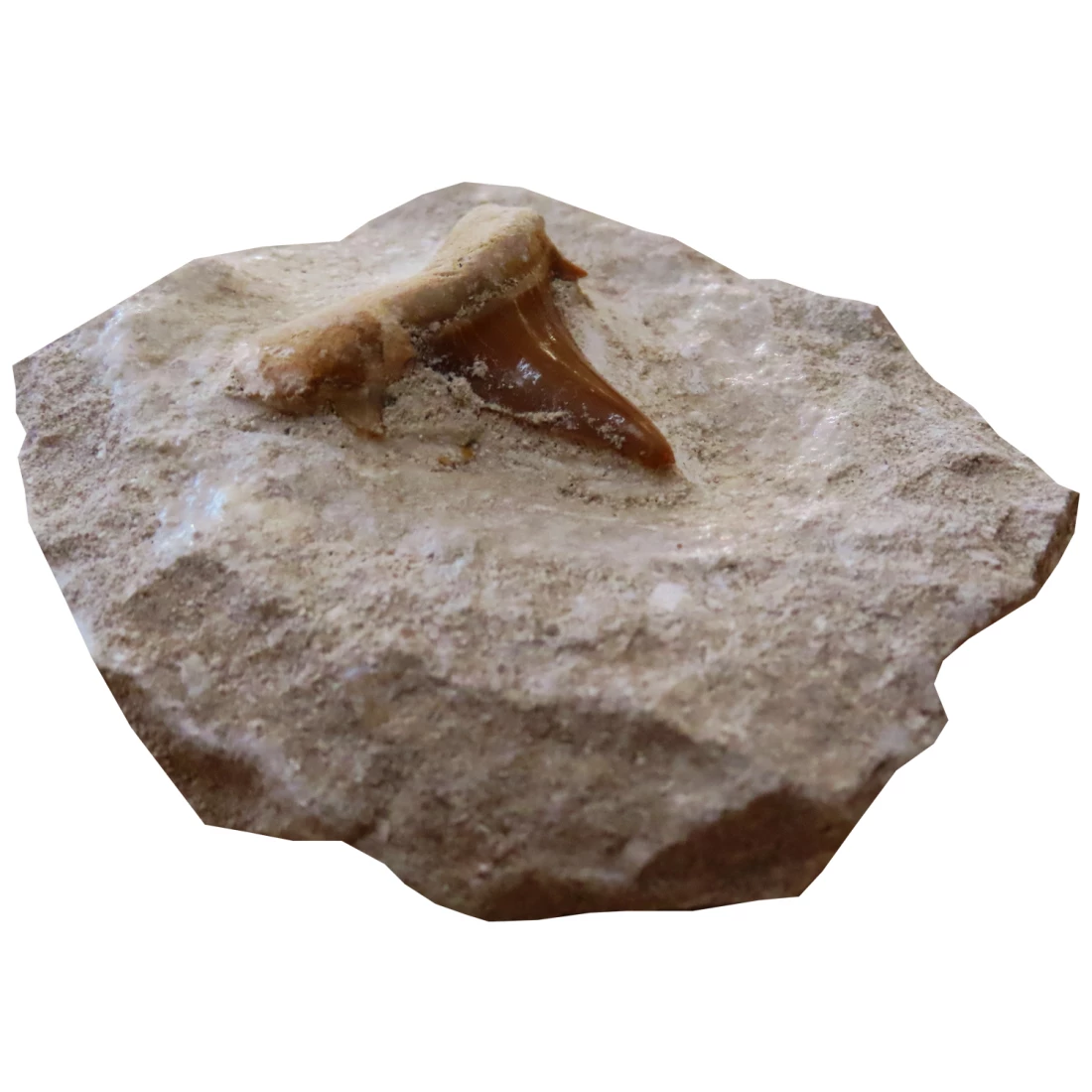 Žraločí zub skamenelina