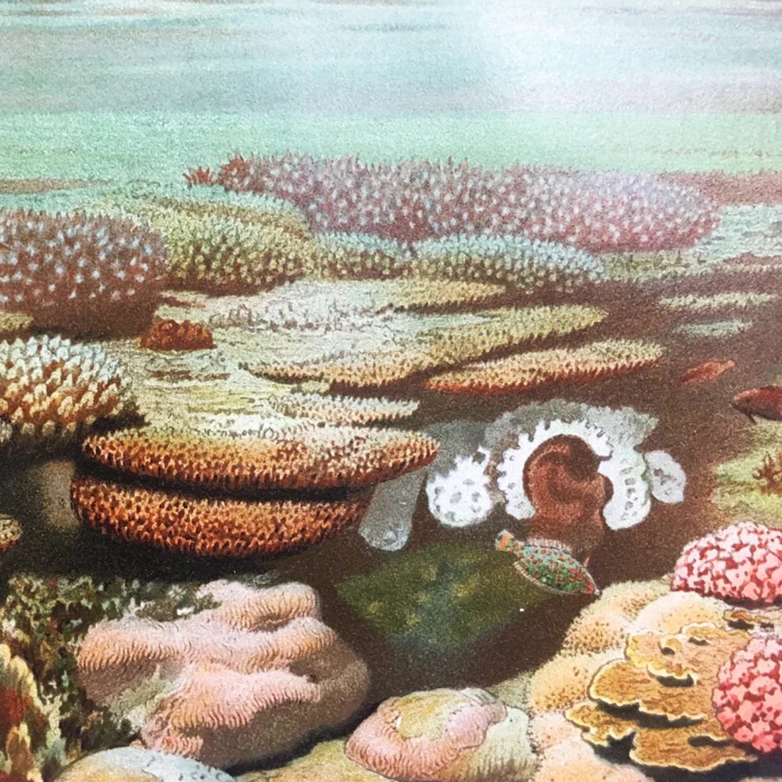 Koral skamenelina