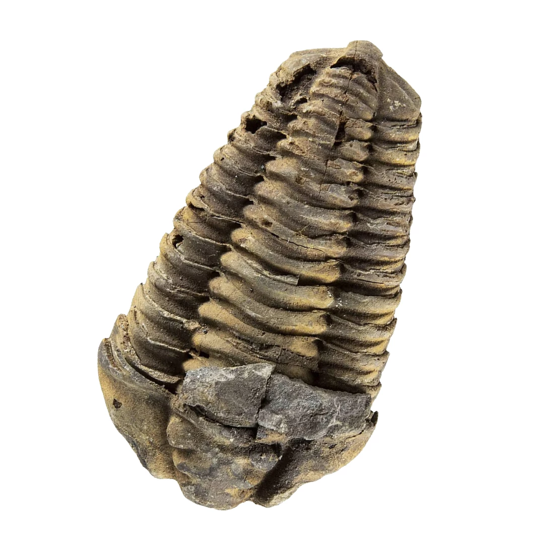 Trilobit skamenelina Trilobit skamenelina