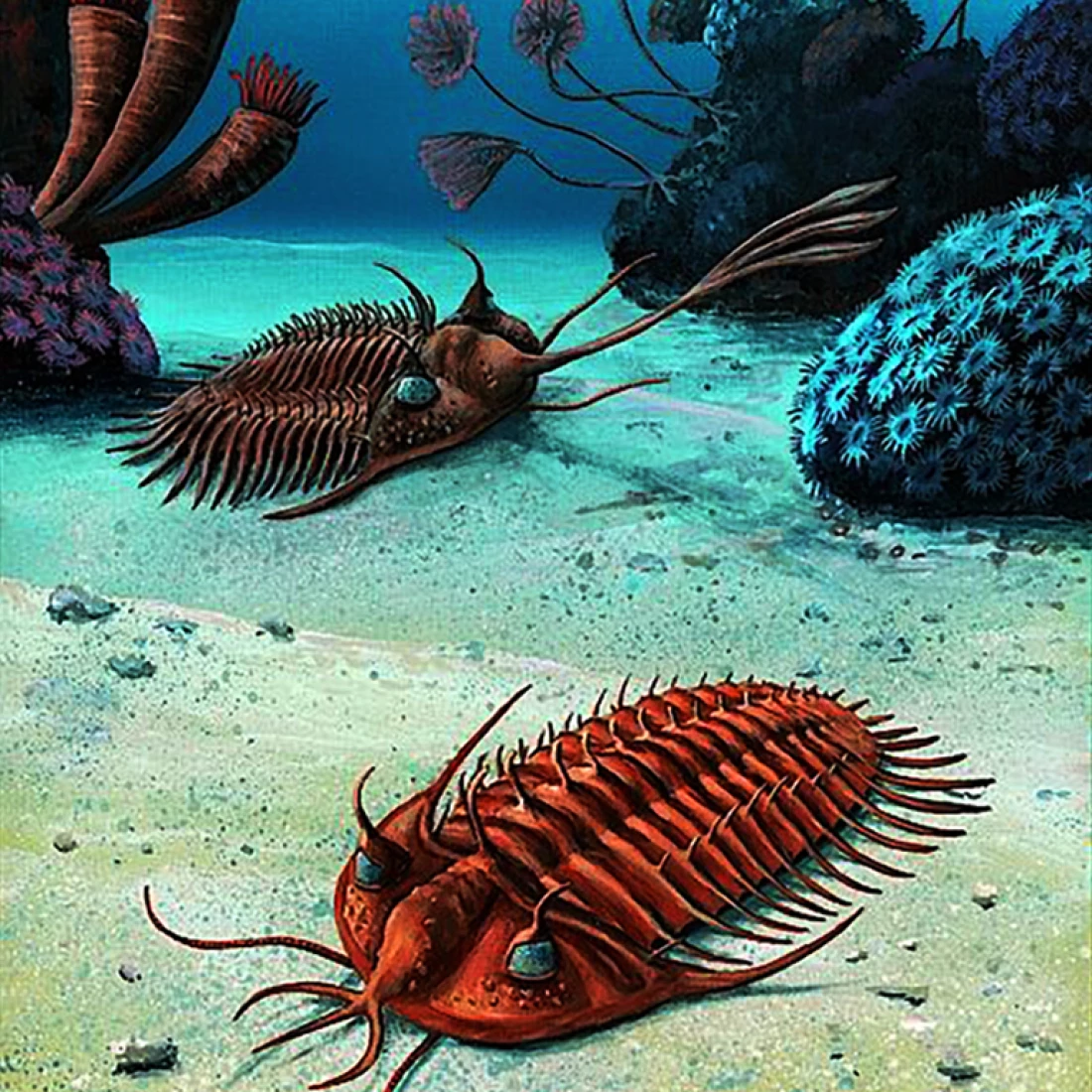 Trilobit skamenelina